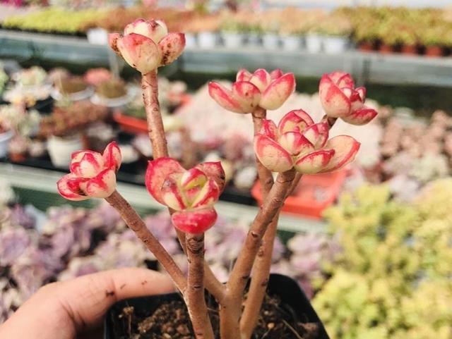 多肉红梅,不是梅花却有梅的风韵,做好5点,让枝头开满小红花_腾讯新闻