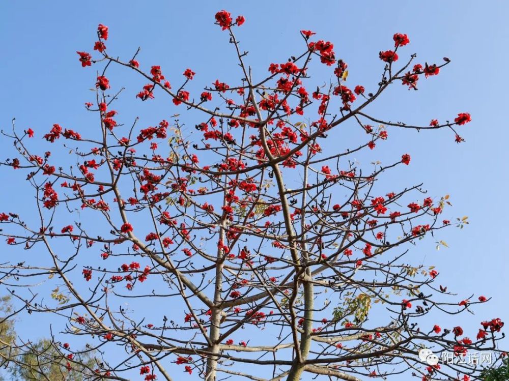 又见木棉花开红艳似火差点成为阳江市花