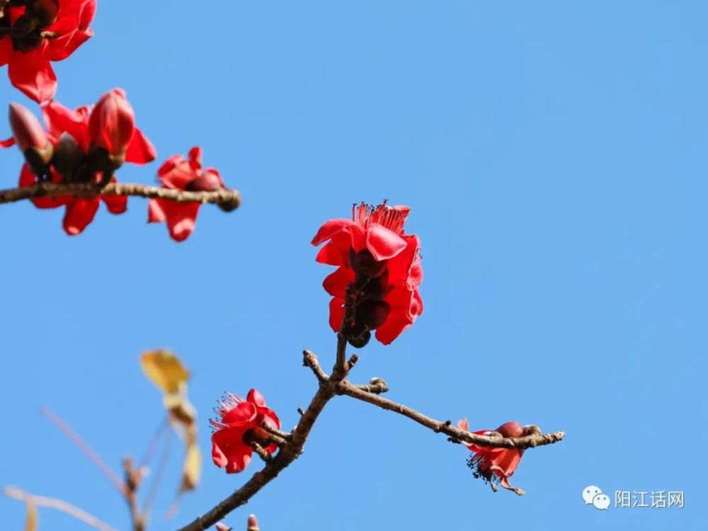 又见木棉花开红艳似火差点成为阳江市花