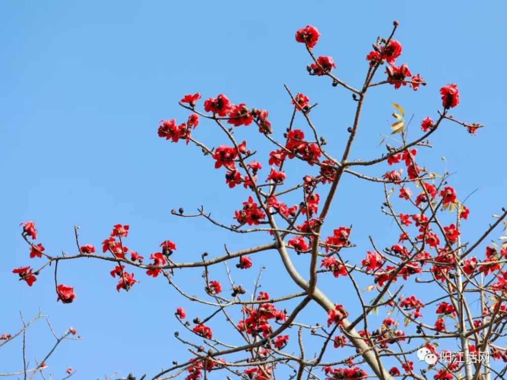 又见木棉花开红艳似火差点成为阳江市花