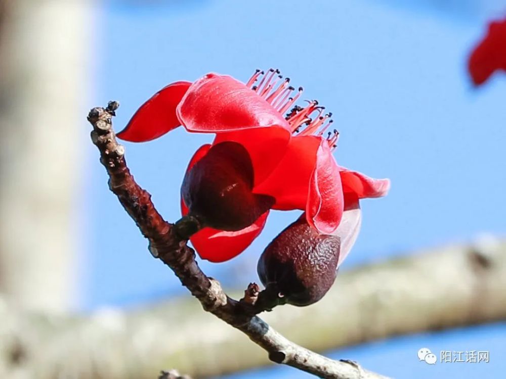 又见木棉花开红艳似火差点成为阳江市花
