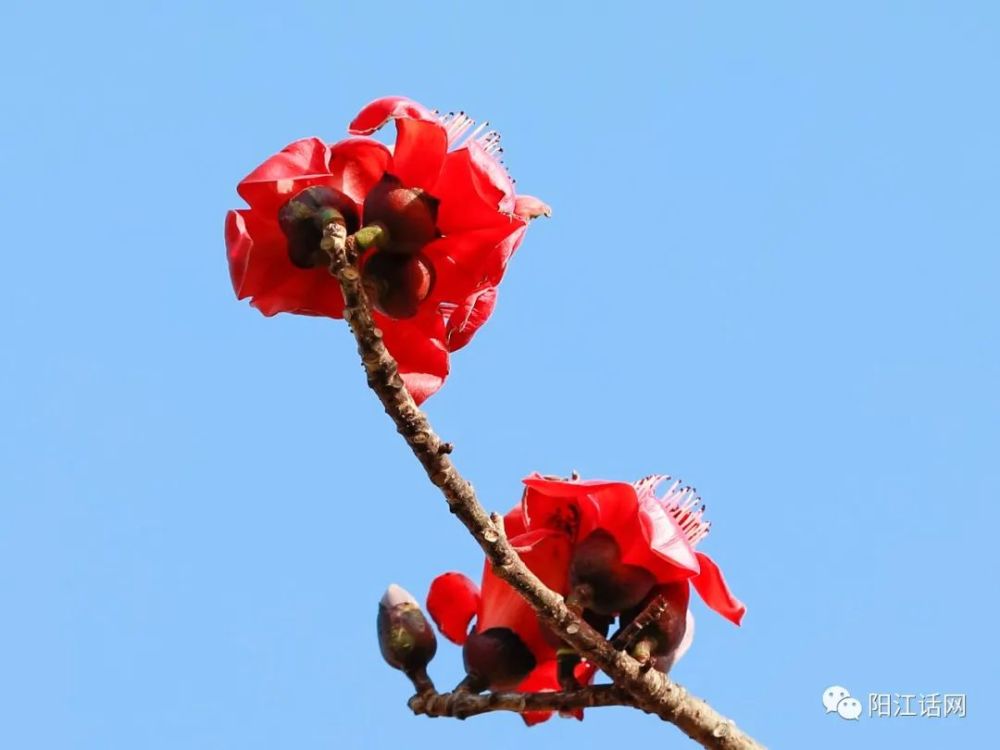 又见木棉花开红艳似火差点成为阳江市花