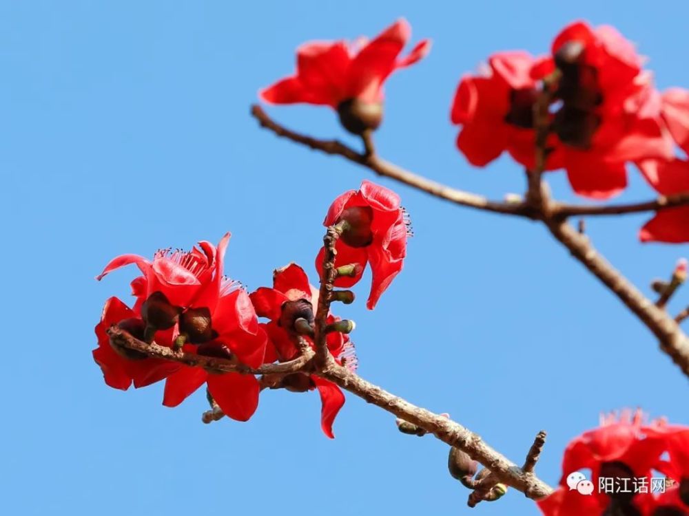 又见木棉花开红艳似火差点成为阳江市花