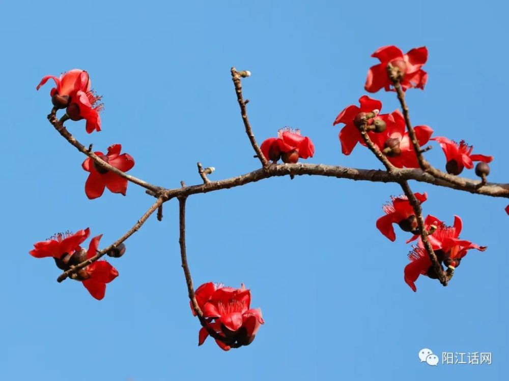 又见木棉花开红艳似火差点成为阳江市花