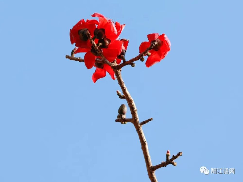 又见木棉花开红艳似火差点成为阳江市花