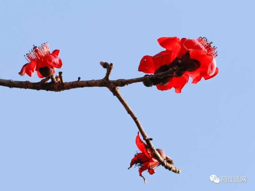 又见木棉花开红艳似火差点成为阳江市花