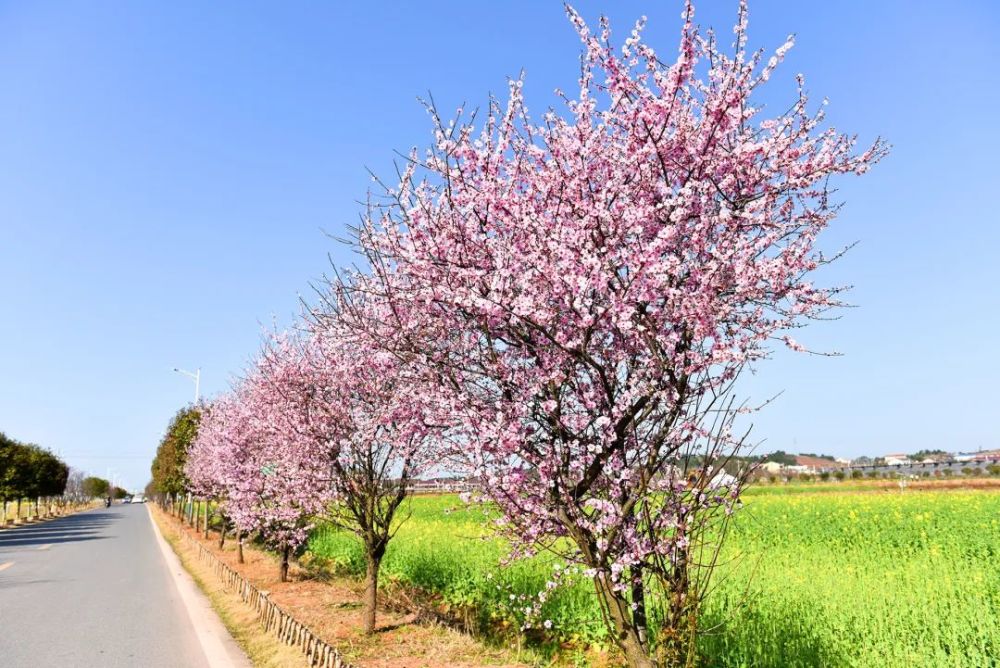 踏春賞花遊梅景如斯週末來衡陽縣梅花村賞梅吧