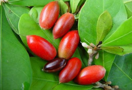 含甜蜜素的水果大小似枸杞1年结3次果1斤600元认识的人不多