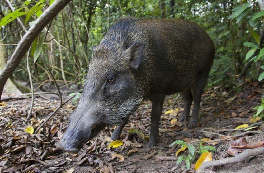 野猪|中国野猪局地泛滥，不敢打，防不住，人猪矛盾升级，如何处理？