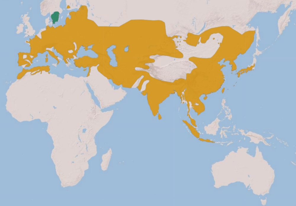 野猪|中国野猪局地泛滥，不敢打，防不住，人猪矛盾升级，如何处理？