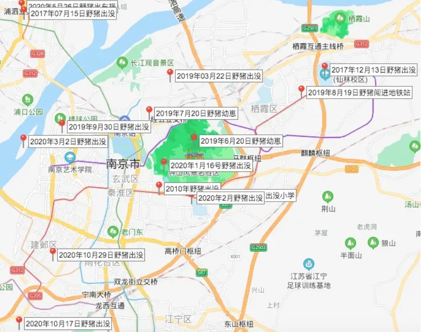 野猪|中国野猪局地泛滥，不敢打，防不住，人猪矛盾升级，如何处理？