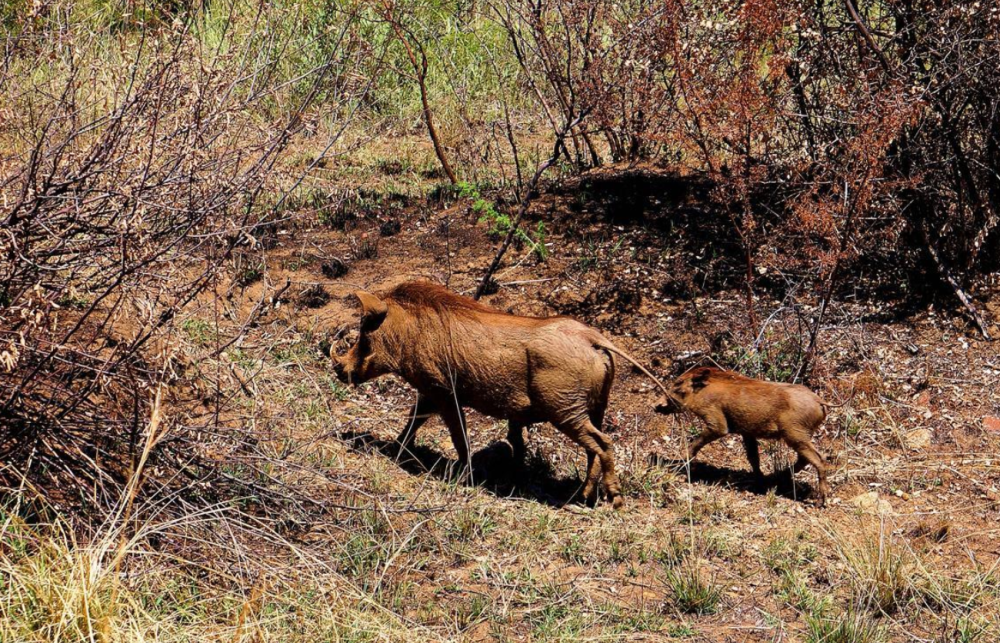 野猪|中国野猪局地泛滥，不敢打，防不住，人猪矛盾升级，如何处理？