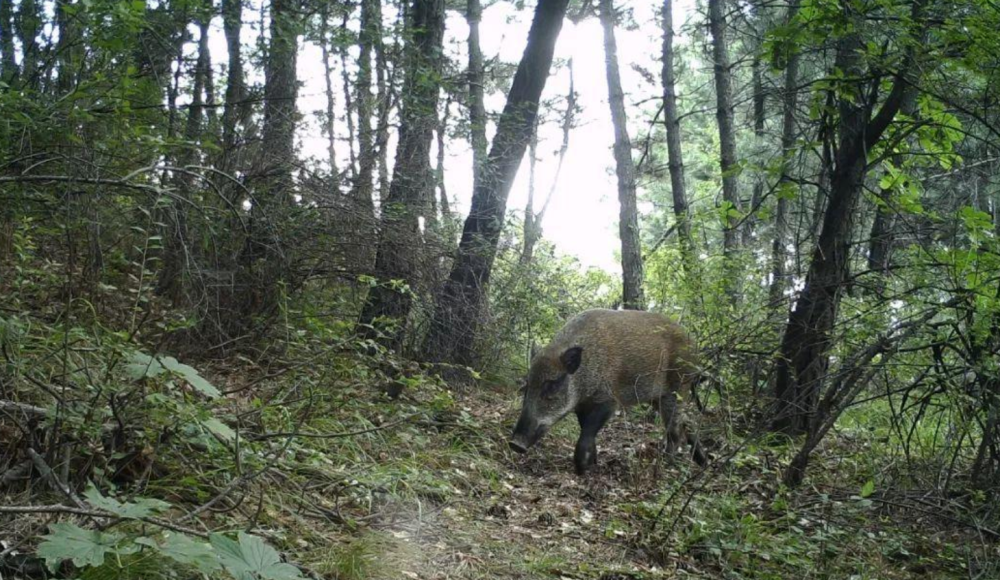 野猪|中国野猪局地泛滥，不敢打，防不住，人猪矛盾升级，如何处理？
