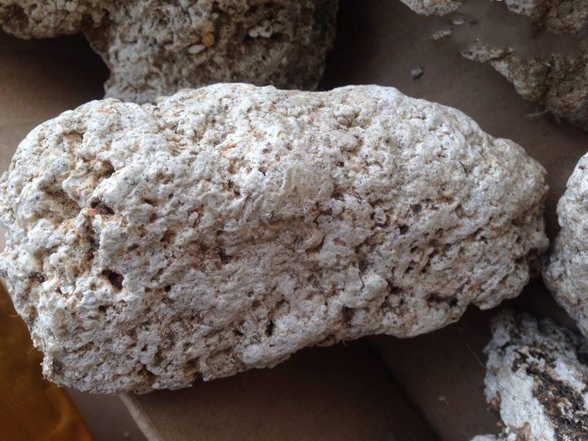 龙涎香为何比黄金还贵必须得是鲸鱼拉出来的人工取出来会很臭