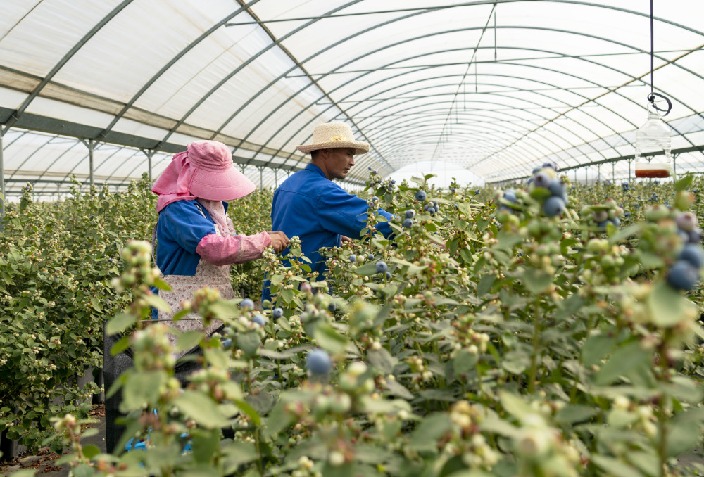 社会云南蒙自大力发展蓝莓产业