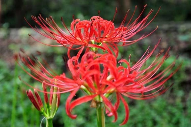 彼岸花有毒吗 彼岸花为什么不能养 彼岸花 楚乔