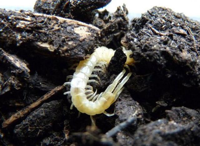 19年前挖掘雷峰塔,从金盒子里爬出一只白色蜈蚣,真相是怎样?