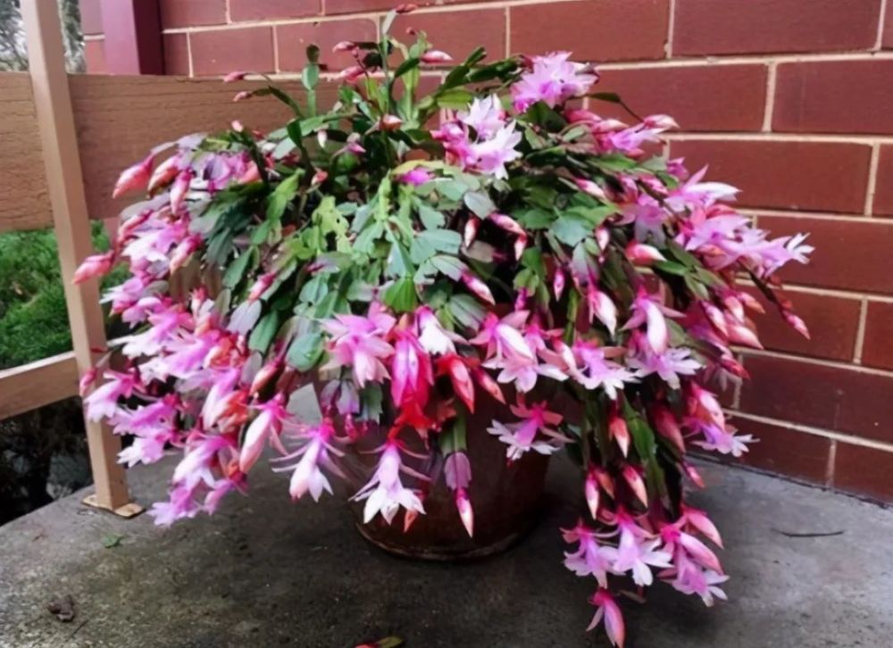 植物|盆土变硬不想换盆？3种“松土剂”，洒在土表就能改善土质