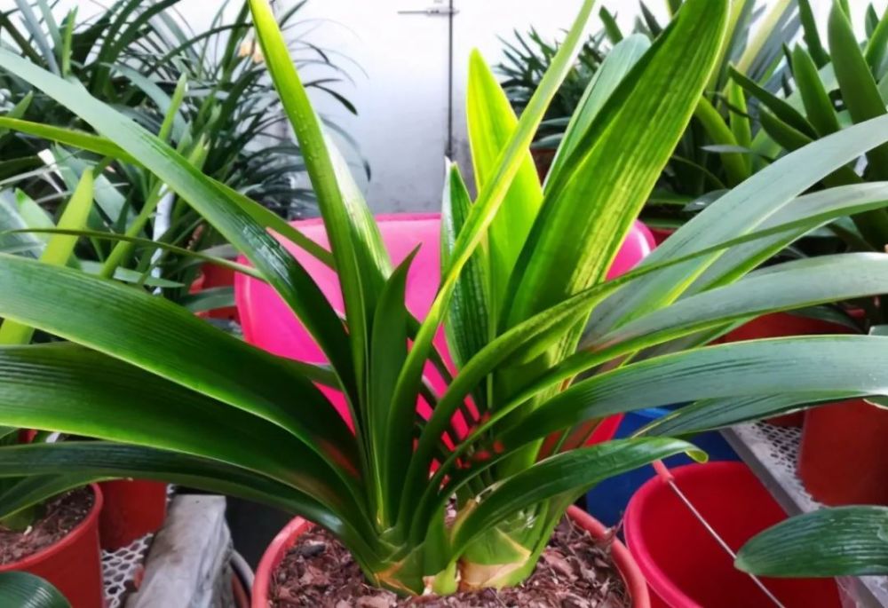 植物|盆土变硬不想换盆？3种“松土剂”，洒在土表就能改善土质