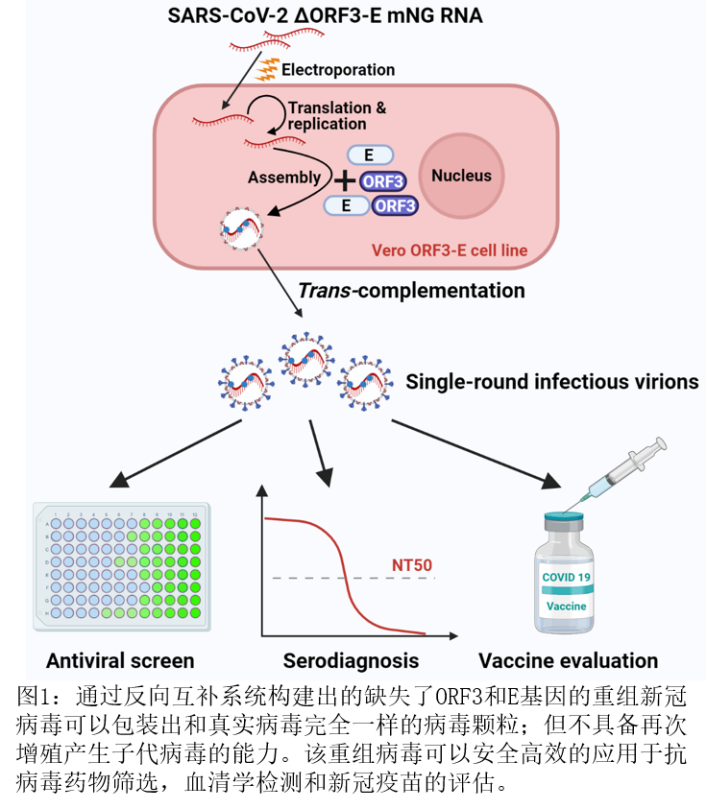 cell史佩勇課題組報道一種安全高效的用於新冠病毒藥物篩選和疫苗評估