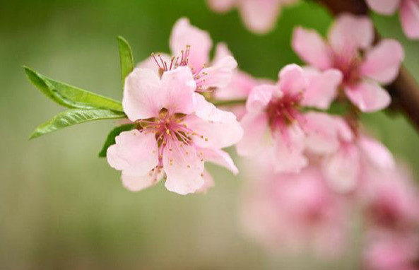 心理测试:第一眼选一张桃花图,测你下半年的桃花运