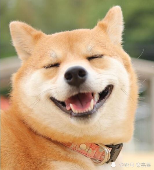 会笑的狗叫什么名字图片