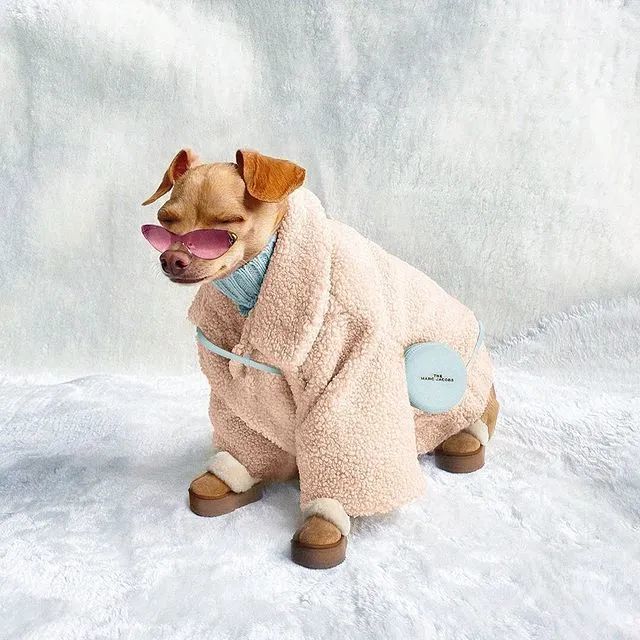 这只名媛狗火了在网上晒私生活照引27万网友围观