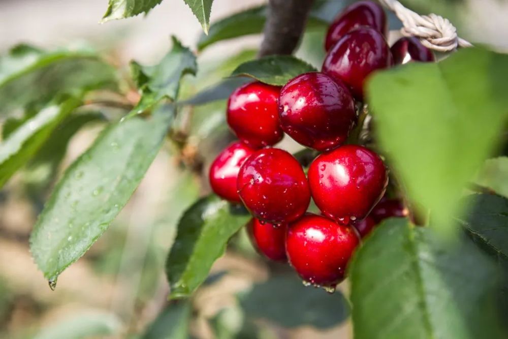 鲅鱼圈五一采摘攻略来啦!