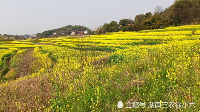 永州市祁阳县大村甸镇油菜花又开了 这里每年迎来了一位三农人 腾讯网