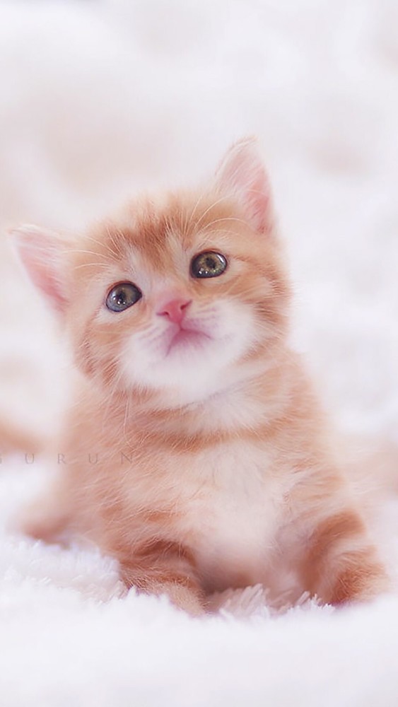 小猫咪类的壁纸屏保,很有爱._腾讯新闻