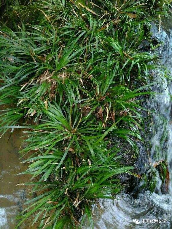 行走丨春来菖蒲伴书香