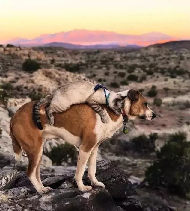 神仙组合!一猫一狗行走天涯,完美诠释旅行的真正意义