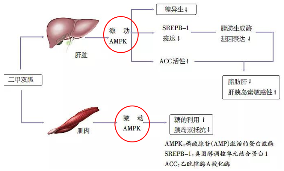 二甲双胍|二甲双胍，又有新发现！