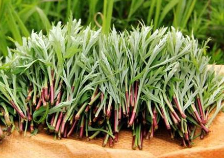 路边常见的藜蒿,在古代是贡品,也叫"皇妃菜",24元1斤请重视_腾讯网