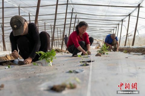 蔬菜大棚|高原蔬菜大棚丰富西藏民众餐桌