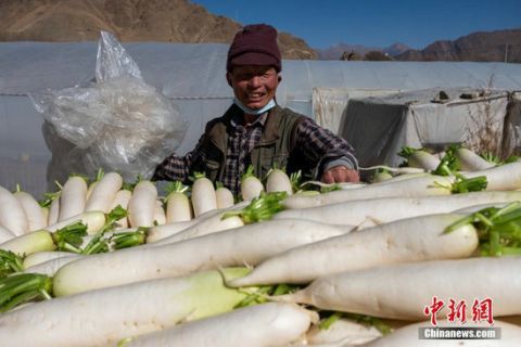 蔬菜大棚|高原蔬菜大棚丰富西藏民众餐桌