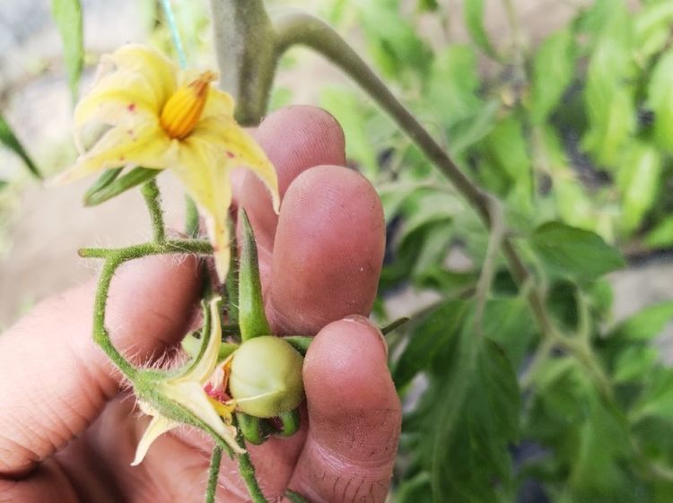 人工点花技巧多番茄坐果不再难怎么做这3种药剂供您挑选