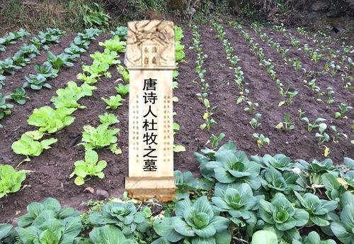 杜牧墓为何沦为了菜地?