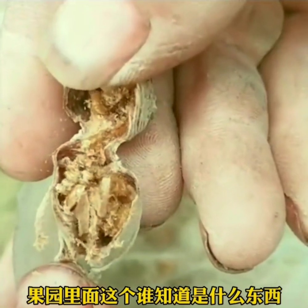 这个是叫螳螂,螳螂出来的卵一盒子螳螂卵咱们放到大棚里面,它会吃害虫