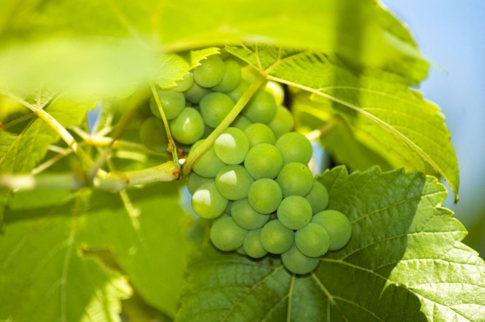 心脏|这3种水果滋补心脏，这2种食物养肝护肝，为了健康，不妨多吃