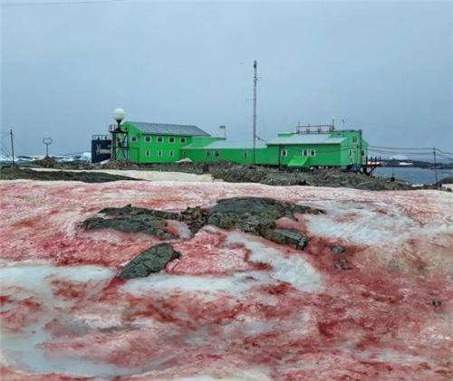 南极|南极雪地变“血红”，闻起来是西瓜味？人类最担心的事还是发生了