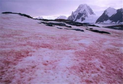 南极|南极雪地变“血红”，闻起来是西瓜味？人类最担心的事还是发生了