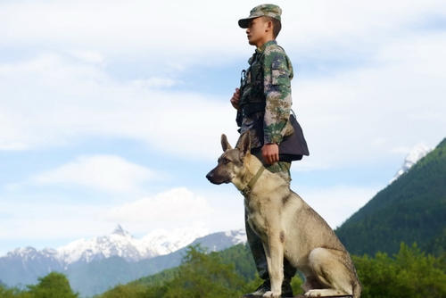 军犬:无论军队装备如何现代化,仍然拥有无法取代的作用|军犬|军人