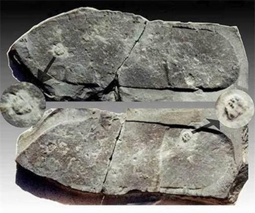 地球|“史前文明”被发现，“古猿进化”或被推翻？人类已进入周期循环