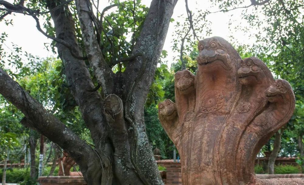 药酒|蛇泡在酒里12个月，开盖后窜出咬死人，为什么蛇泡这么久不死？