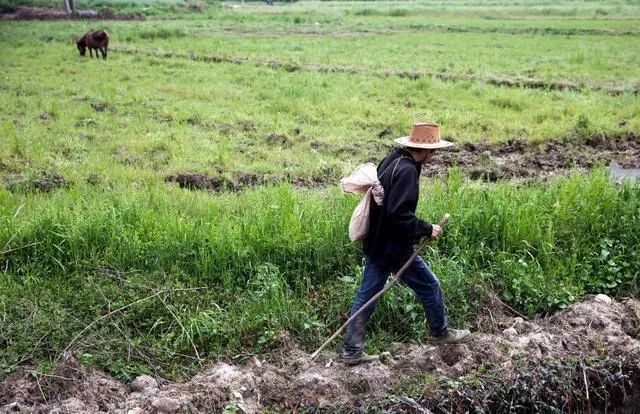 药酒|蛇泡在酒里12个月，开盖后窜出咬死人，为什么蛇泡这么久不死？