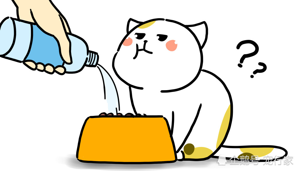 漫谈猫咪肥胖,有趣的动物实验:猫粮中加水可以增加猫的运动量?
