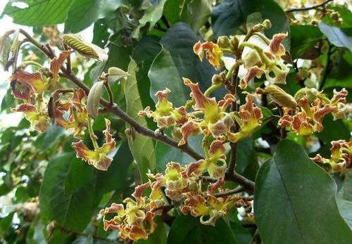 这种植物有人用它擦屁股后开枪自杀,这是世界上最痛的植物