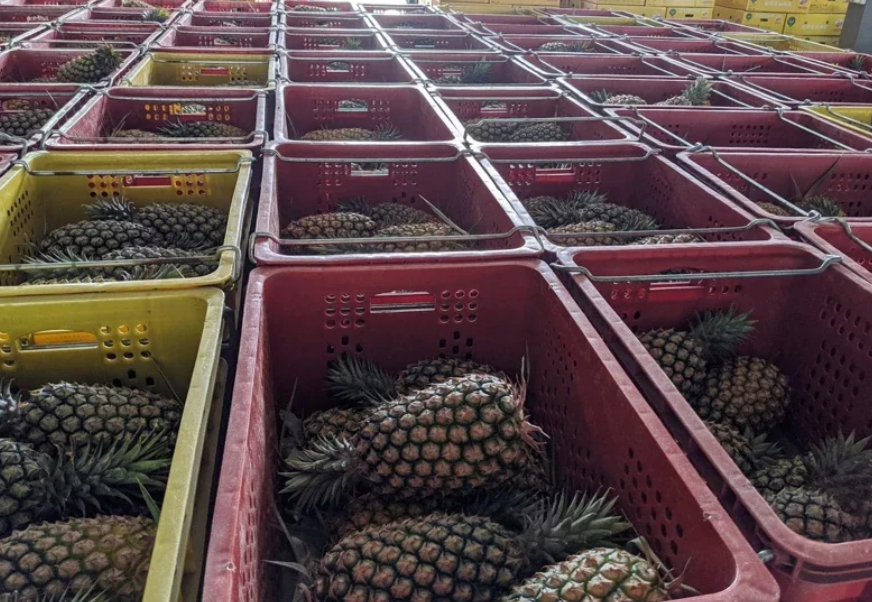 大陆暂停台湾菠萝输入 台当局告“洋状”被痛批：提油救火