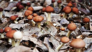 上海嘉定|上海嘉定：赤松茸冒头 亩地经济大幅提升